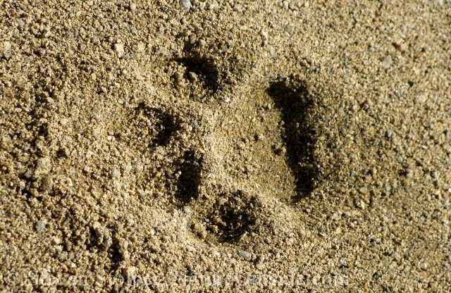 mountain lion track front left