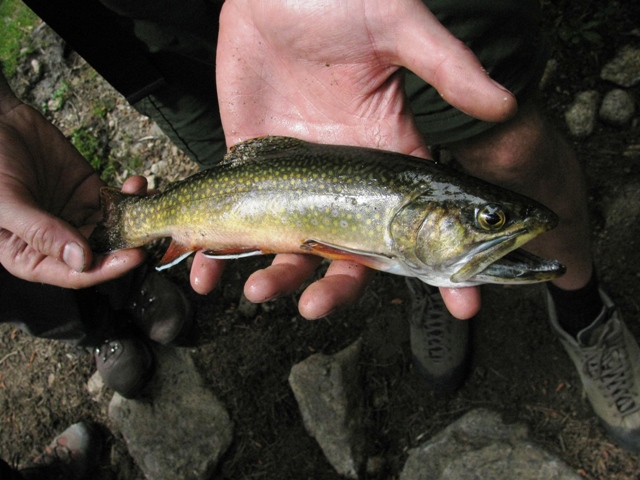 bcfrm_Brook_Trout.jpg