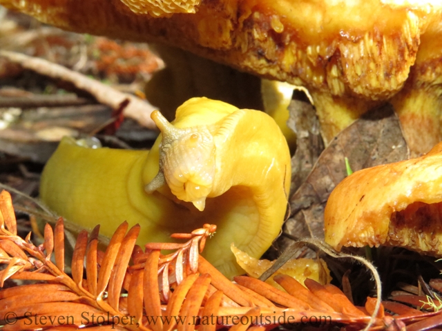 A rare picture of a banana slug's mouth.