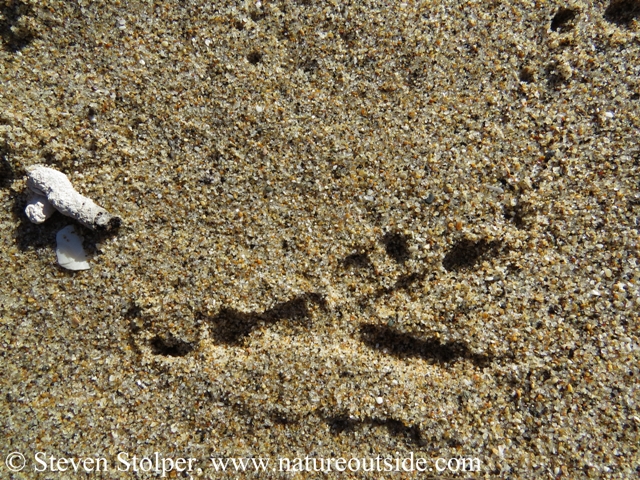 Can you see the "ice cream cone" in this Raven track?