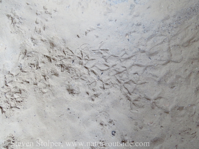 Bird tracks on the cave floor