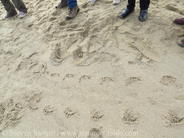 Notice the shape of the tracks, their spacing, and what appears to be a depression running down the center of the trail.