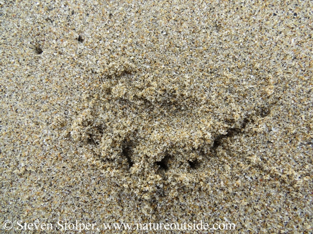 There are at least 4 claw marks registering in the tracks.