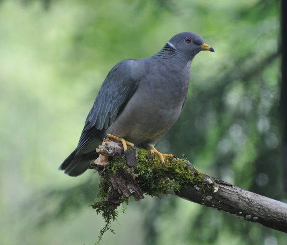 Band-tailed Pigeon photo by Skip Russell, flickr cc 2.0