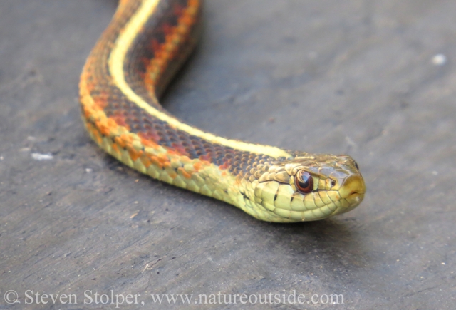 Coast Garter Snake