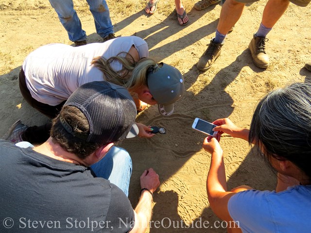 trackers looking at great horned owl tracks