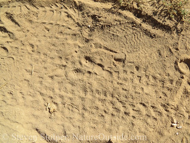 great horned owl track with mountain bike tracks