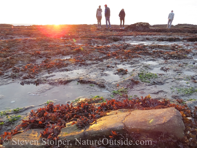 fossil whale bone and sunset