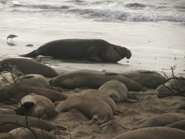 elephant seal alpha bull