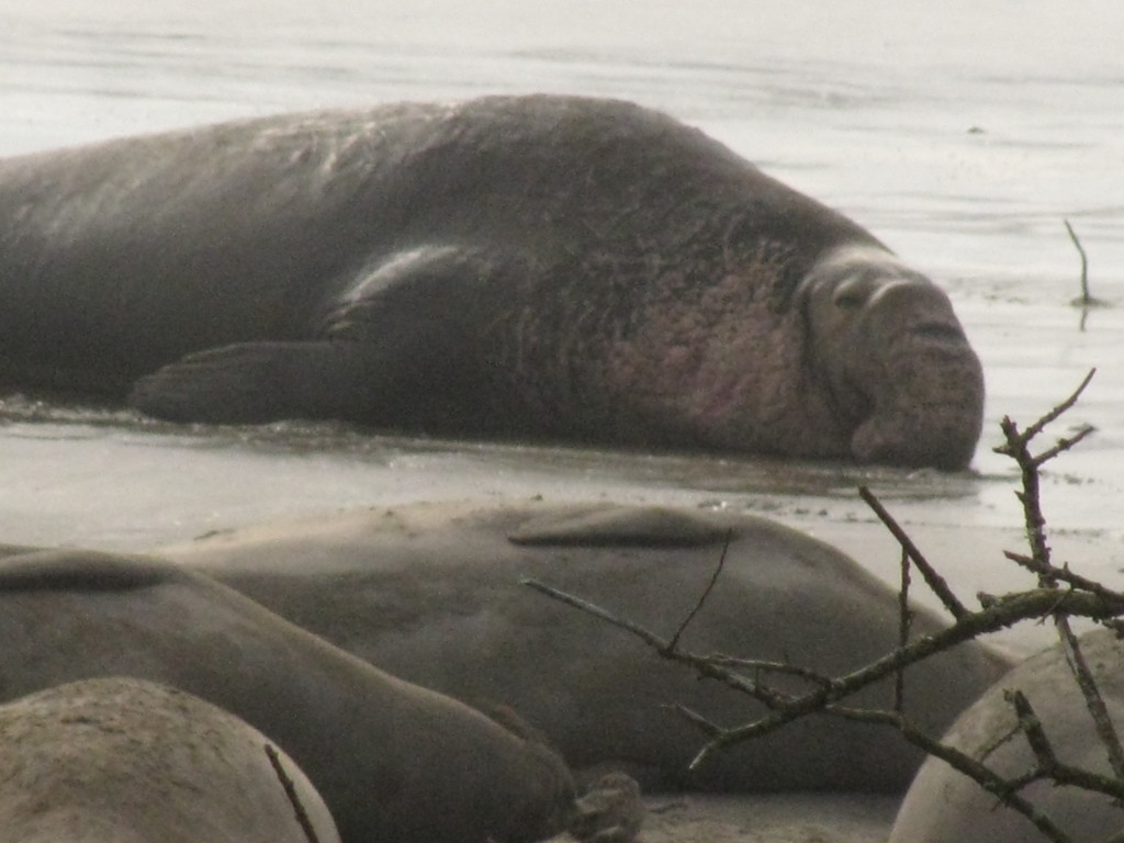 elephant seal alpha bull