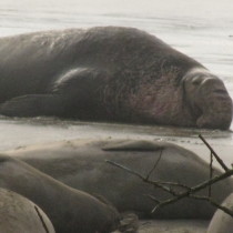 elephant seal alpha bull