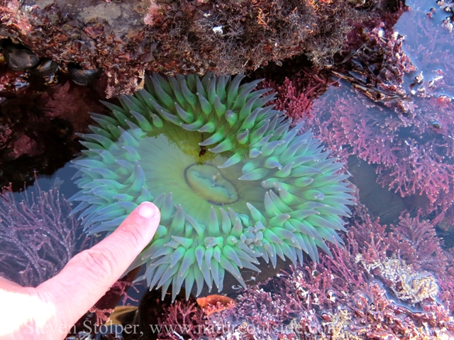 Giant Green Anemone (Anthopleura xanthogrammica)