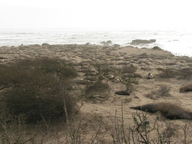 elephant seal colony
