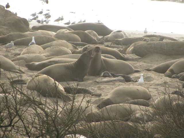 elephant seal colony females