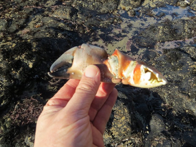 crab claw found in tidepool