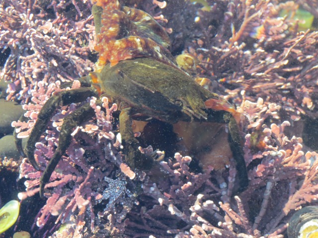 Decorator Crab