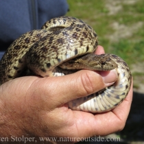 It's a Gopher Snake!