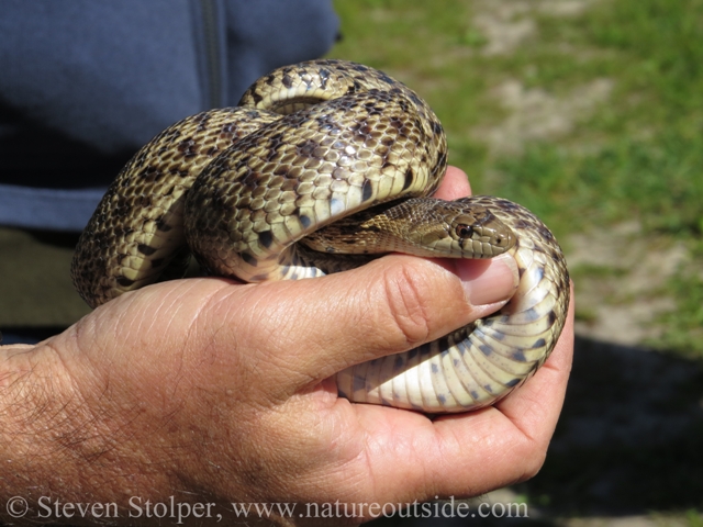 It's a Gopher Snake!