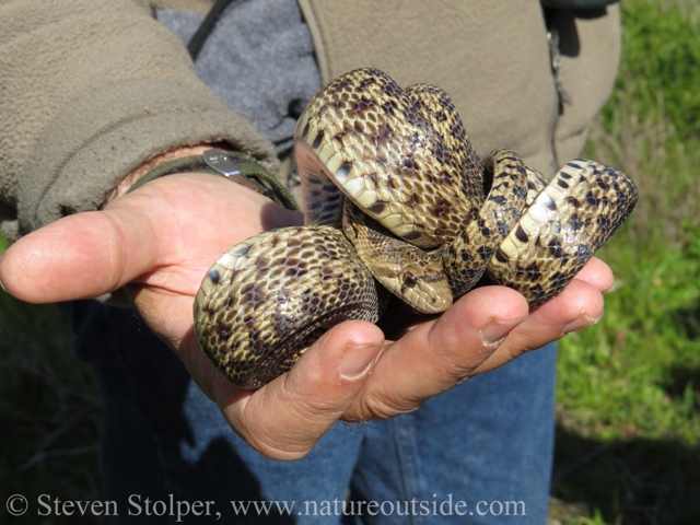 The snake is harmless, but will imitate rattlesnake behaviors to fool predators (flatten its head, hiss loudly, and shake its tail rapidly)