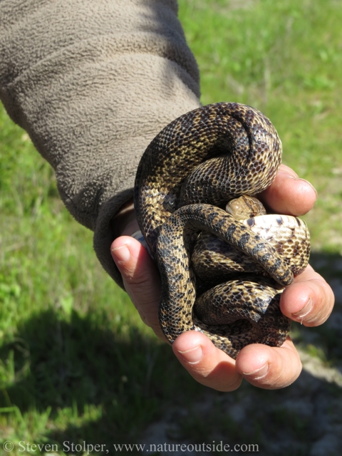 Coiled in defense