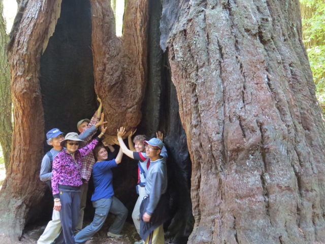 Have you taken a selfie with a redwood?