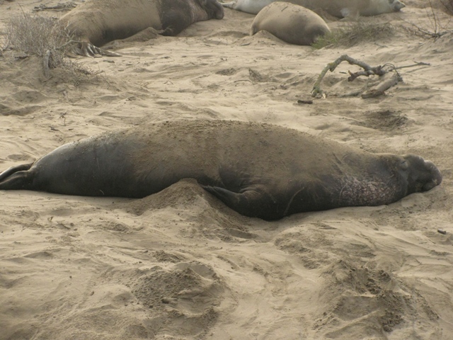elephant seal bull sleeping