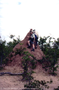 Tracking an elephant in Zimbabwe