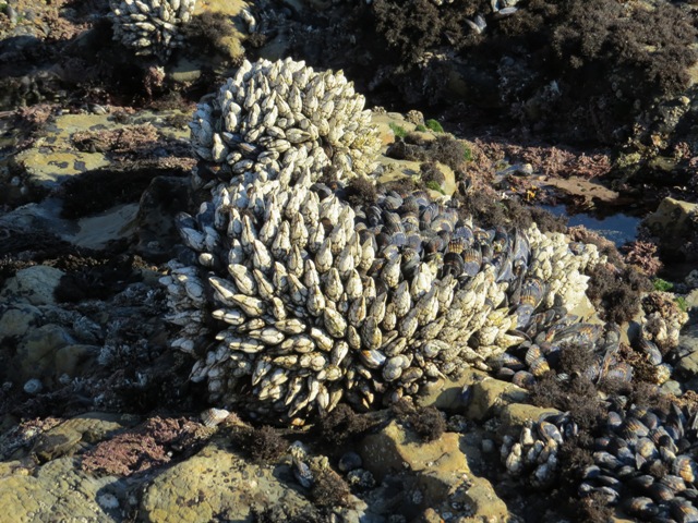 mussels 1