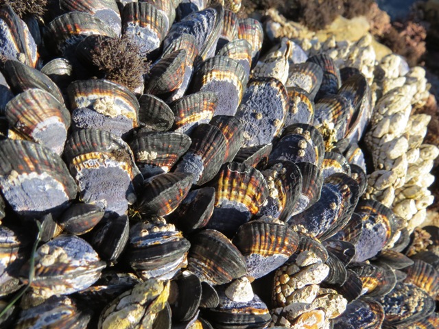 mussels 2