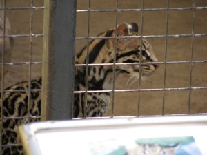 Pic 1 - Ocelot