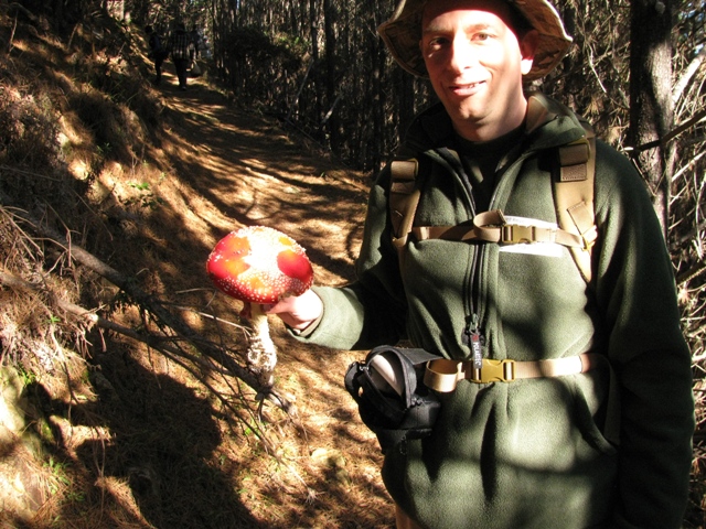 Amanita Muscaria