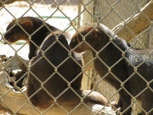 Pic 2 - Jaguarundi 