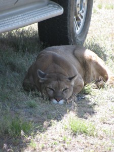 Pic 3 - Mountain Lion