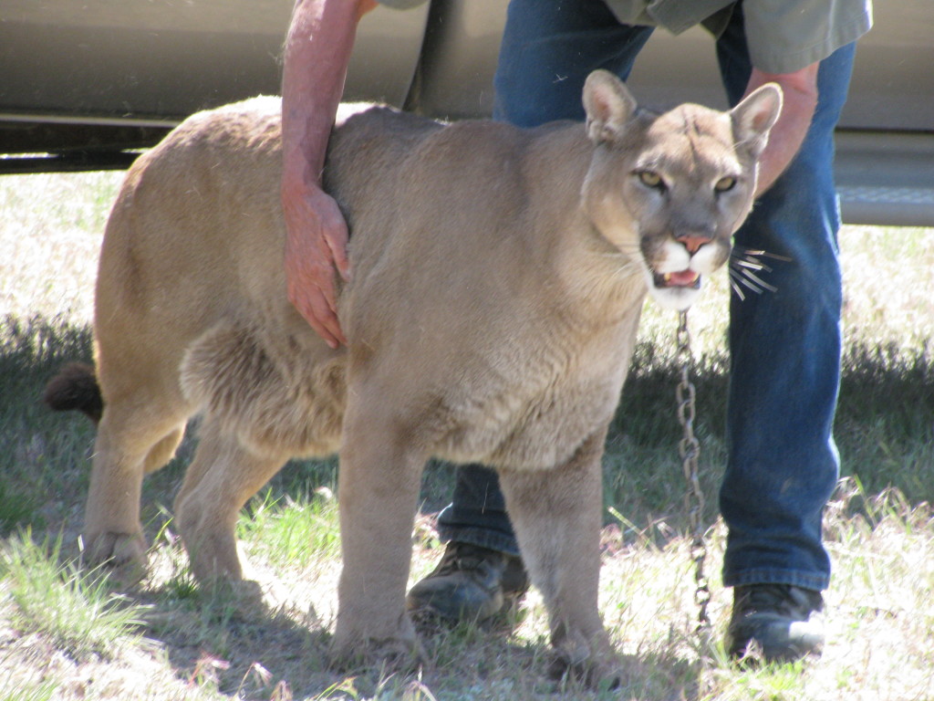 Pic 4 - Mountain Lion