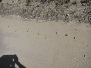 Pic 5 - Bobcat Tracks