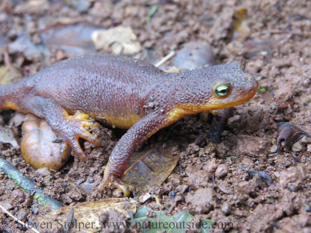 California Newt eyes