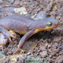 California Newt eyes