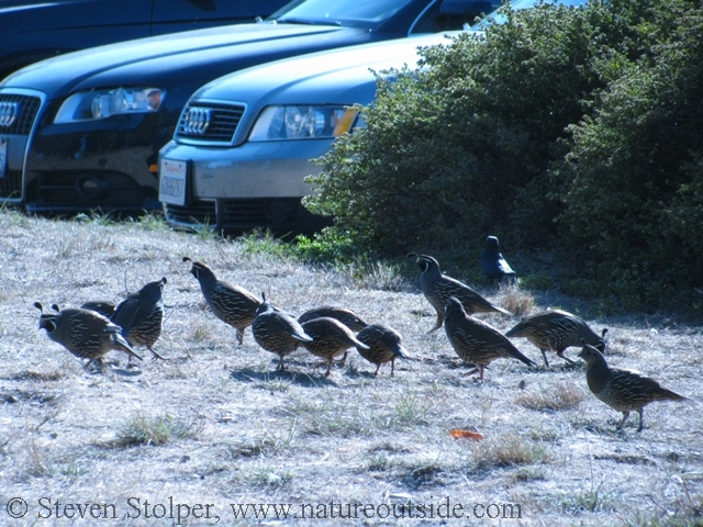 California Quail are easily identified by the Audis they drive