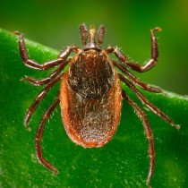 Western Black-legged Tick