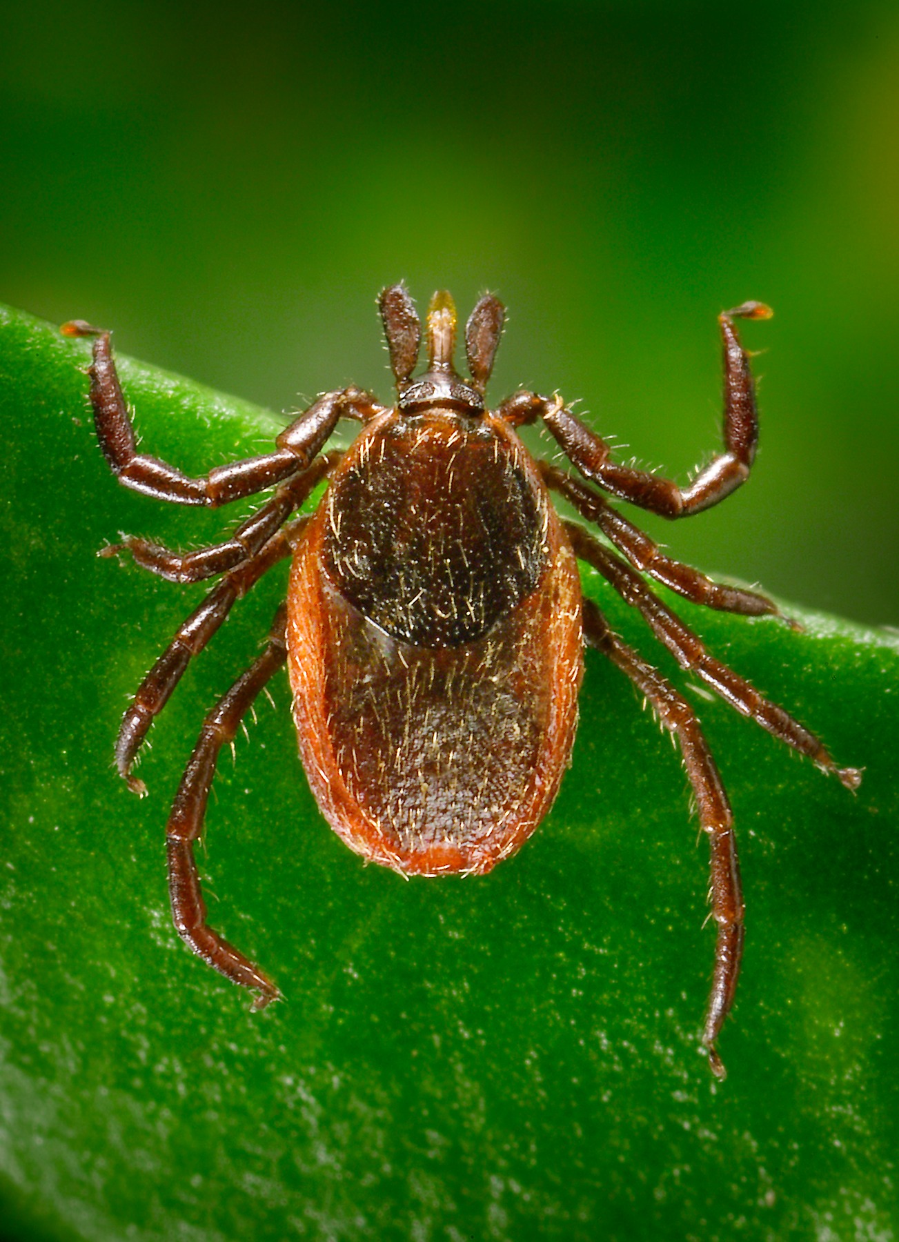 Cdc Tick Identification Chart