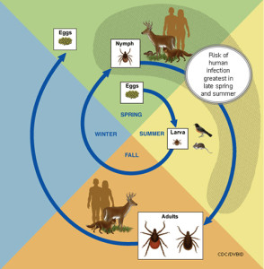 Tick Lifecycle