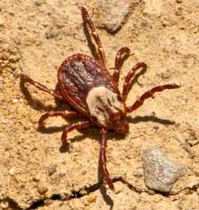 Pacific Coast Tick