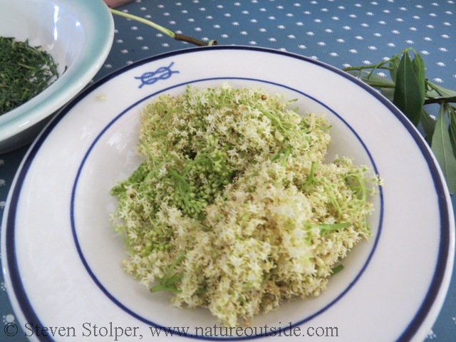 elderflower