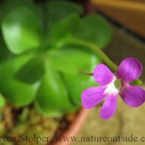 Penguicula Weser flower