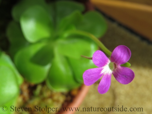 Penguicula Weser flower