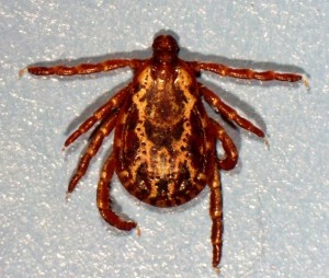 American Dog Tick