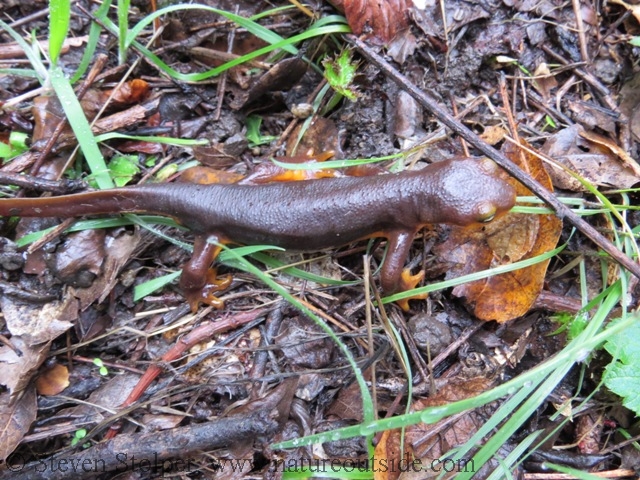 California Newt blends in