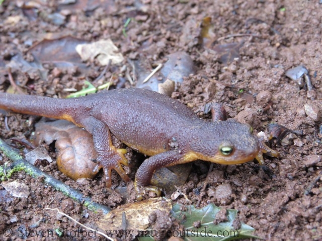 California Newt moving