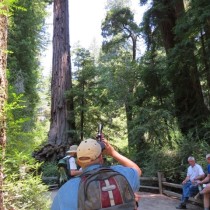 measuring redwoods