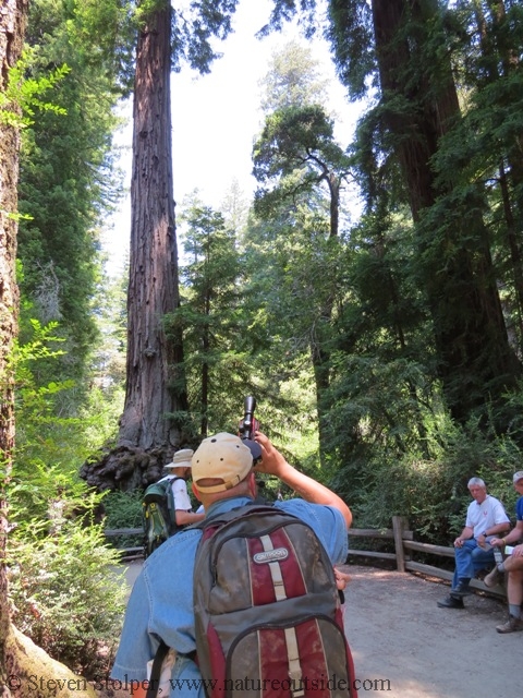 measuring redwoods